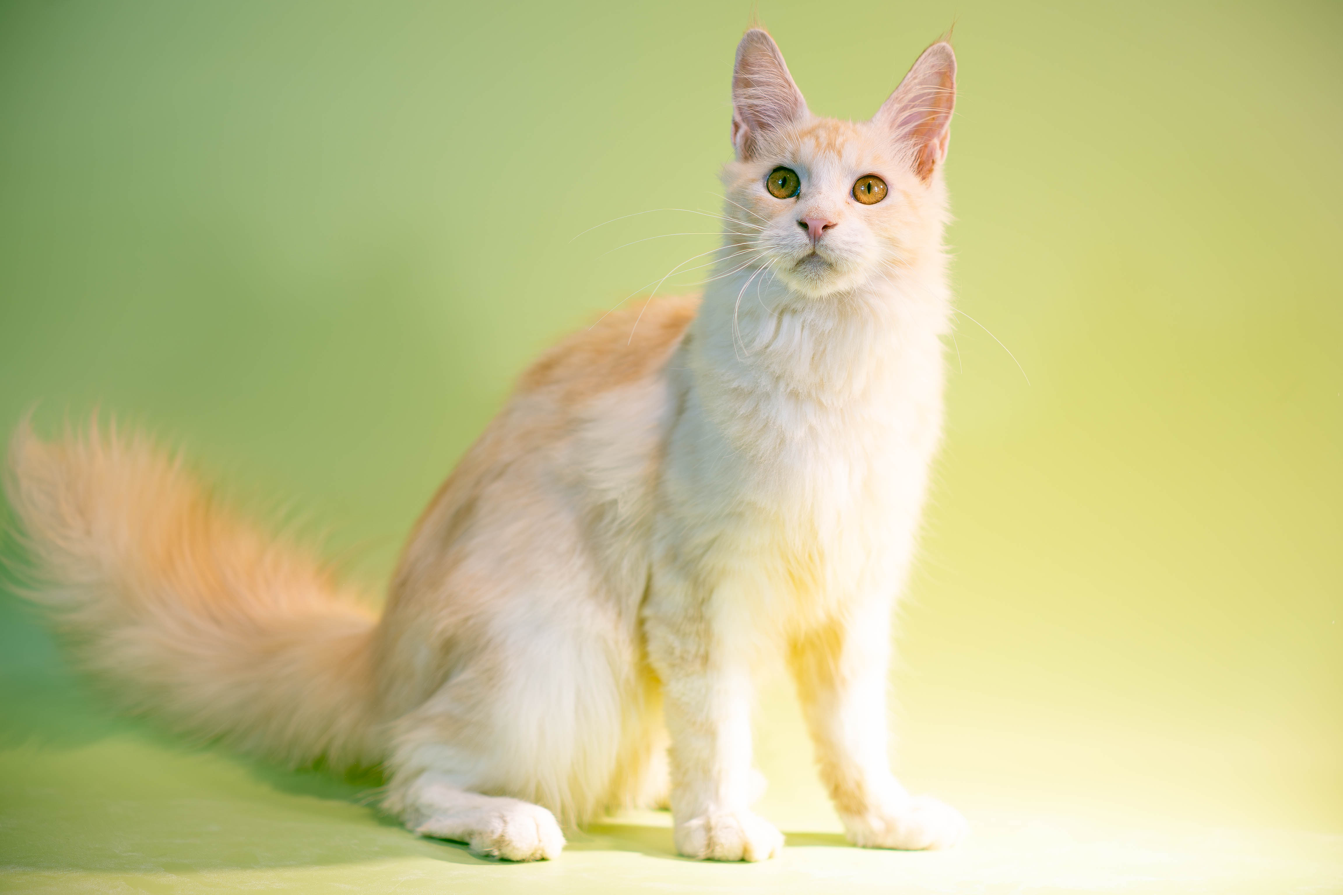 URANUSPIRATES'S BEETOWEN LUDWIG